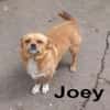 Joey - kleiner lieber Schatz ohne Heim