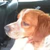 Paul - Gute-Laune-Hund sucht Zuhause