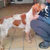 Paul - Gute-Laune-Hund sucht Zuhause