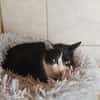 Mystie