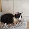 Mystie
