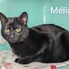 Mélia