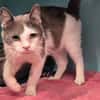 Berlioz