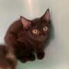 Molly [Chaton]