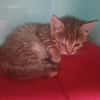DUCHESSE       ctte