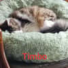 TIMBO