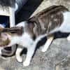 Junger, sozialer Kater Zorro
