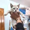 Zutraulicher, junger Kater Mc Eyes