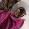 Liebe, verschmuste Katze Lotta