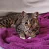Liebe, verschmuste Katze Lotta