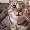 Liebe, verschmuste Katze Lotta