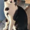 Junger, lebensfroher Kater Lenny