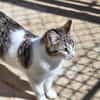 Freundliche, sanfte Katze Praga