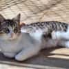 Freundliche, sanfte Katze Praga