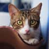 Sanfte, liebe Katze Mica