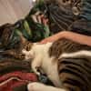 Sanfte, liebe Katze Mica