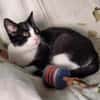Verschmuster Kater Lyon