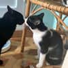Verschmuster Kater Lyon
