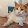 Freundlicher Kuschelkater Dolar