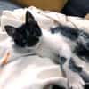 Junger, lieber Kater Leo