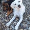Banjo sucht ein schönes Zuhause