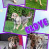Toller Clyde sucht neue Familie!