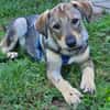Toller Clyde sucht neue Familie!