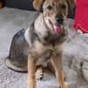 Toller Clyde sucht neue Familie!