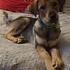 Toller Clyde sucht neue Familie!