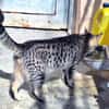 Junge, fröhliche Katze Tirana