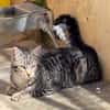 Junge, fröhliche Katze Tirana