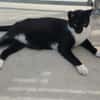 Lebhafter, sozialer Kater Theo
