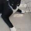 Lebhafter, sozialer Kater Theo