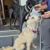 Turpi1 sucht ein Zuhause