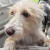 Turpi1 sucht ein Zuhause