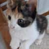Katzengeschwister Mae & Minima