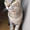 Zutrauliche Katze Alona