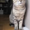 Zutrauliche Katze Alona