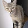 Zutrauliche Katze Alona