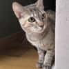 Zutrauliche Katze Alona