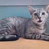 Zutrauliche Katze Alona
