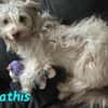 Mathis - anhänglich und aktiv 08/22 DE
