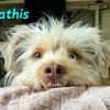 Mathis - anhänglich und aktiv 08/22 DE