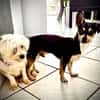 Aliz und Pacollino Love Story