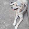 Sandy sucht ein Zuhause