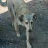 Sandy sucht ein Zuhause