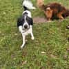 Charlie sucht sein Menschen