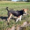 Jungrüde Kurzhaarcollie mix Flynn