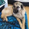 Katzenverträglicher Hoodie sucht Familie