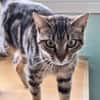 Sanfte, freundliche Katze Marta